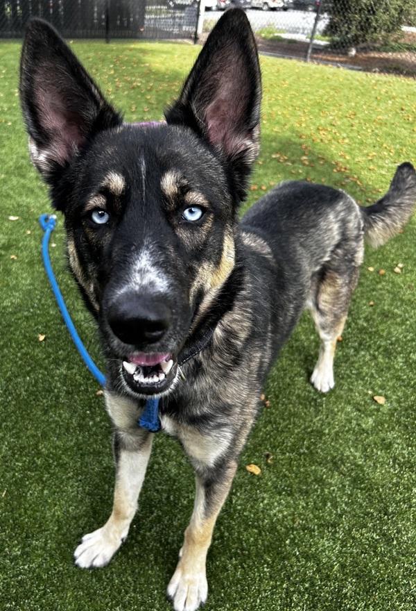 Sadie, Adoptable, Adult Female German Shepherd Dog & Siberian Husky.