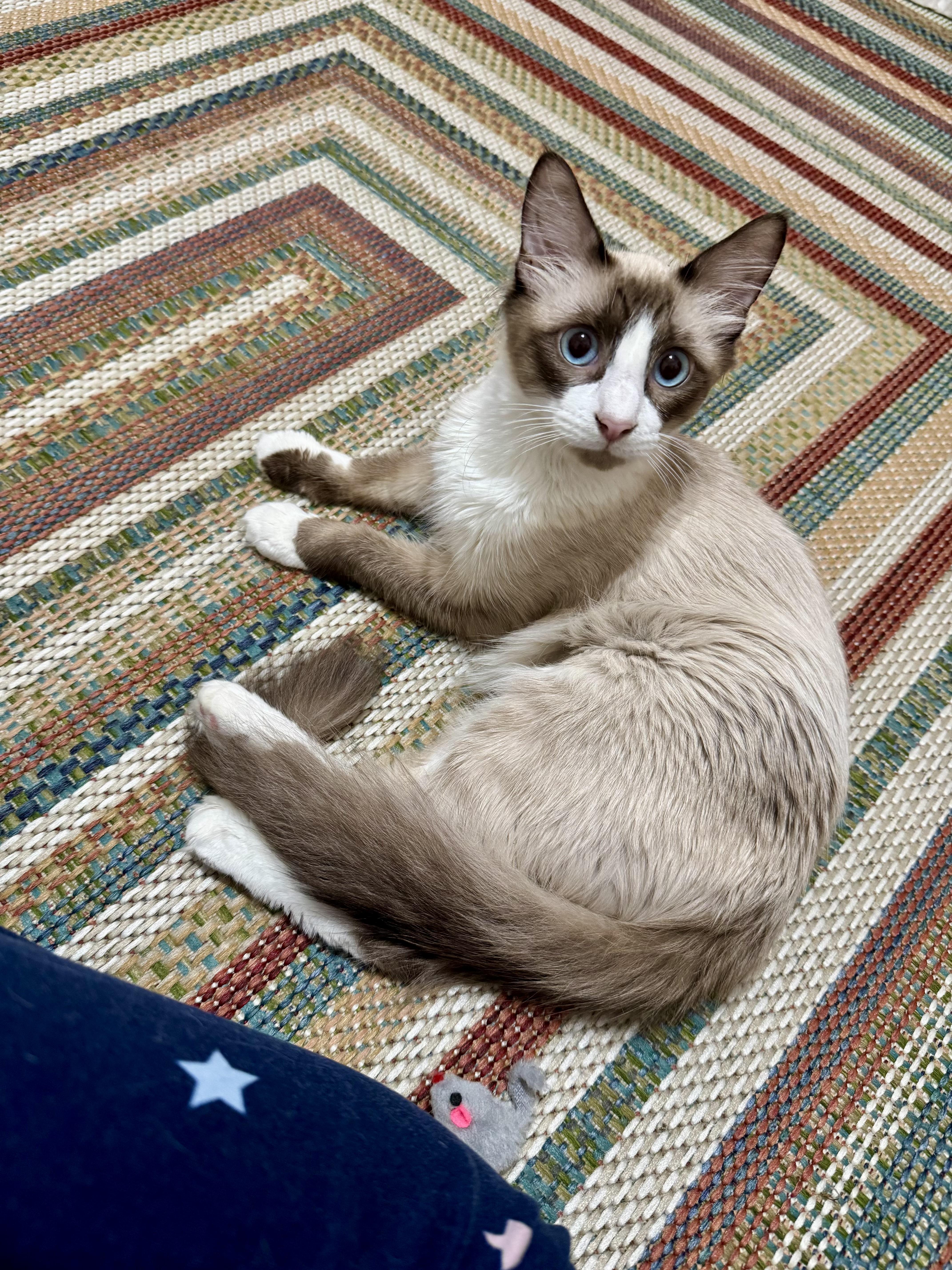 Enlarge Oakley, an adopted mixed breed in Portland, ME image 3/3