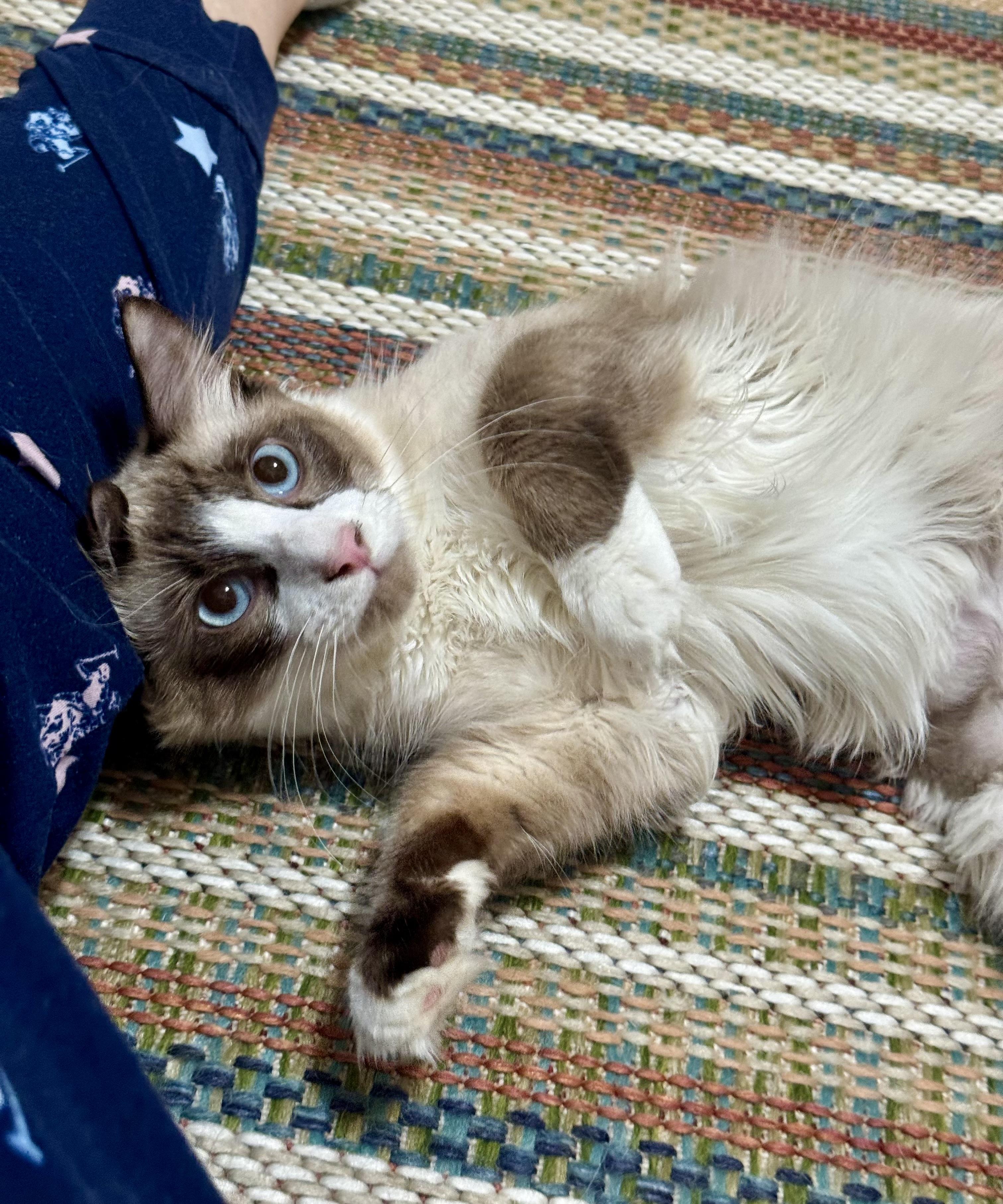 Enlarge Oakley, an adopted mixed breed in Portland, ME image 2/3