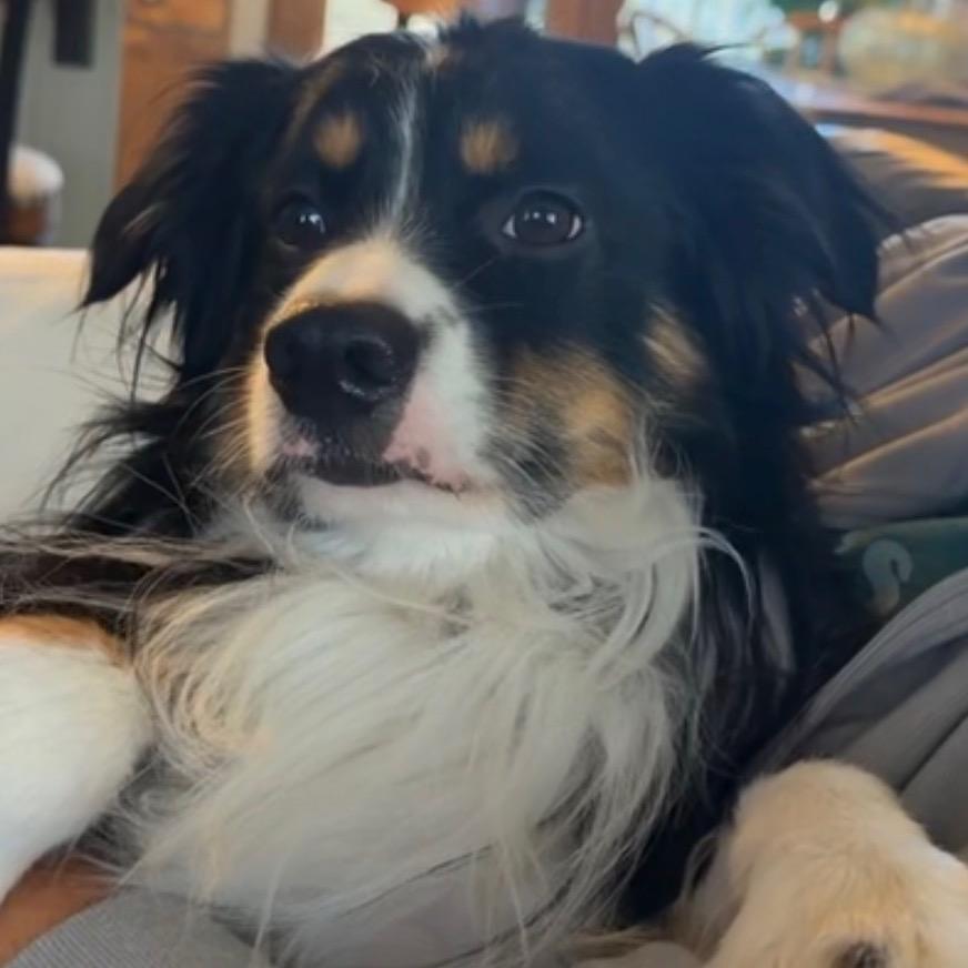 Joey, Adopted, Adult Male Australian Shepherd & Mixed Breed.