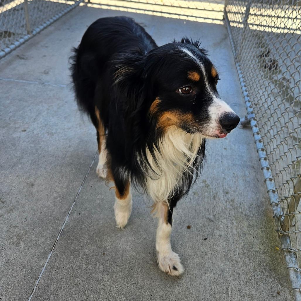 Enlarge Joey, a Adopted mixed breed in Monticello, IA image 2/2