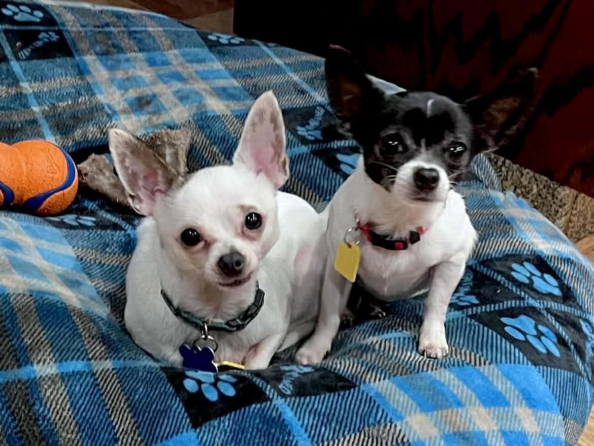 Enlarge Ava!, an adopted Chihuahua in Roseville, CA image 2/3