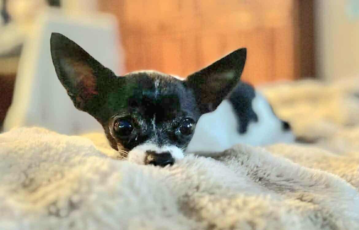 Ava!, adopted, Adult Female Chihuahua.