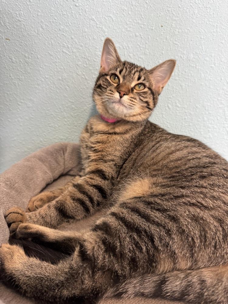 Carol, Adoptable, Kitten Female Domestic Medium Hair.