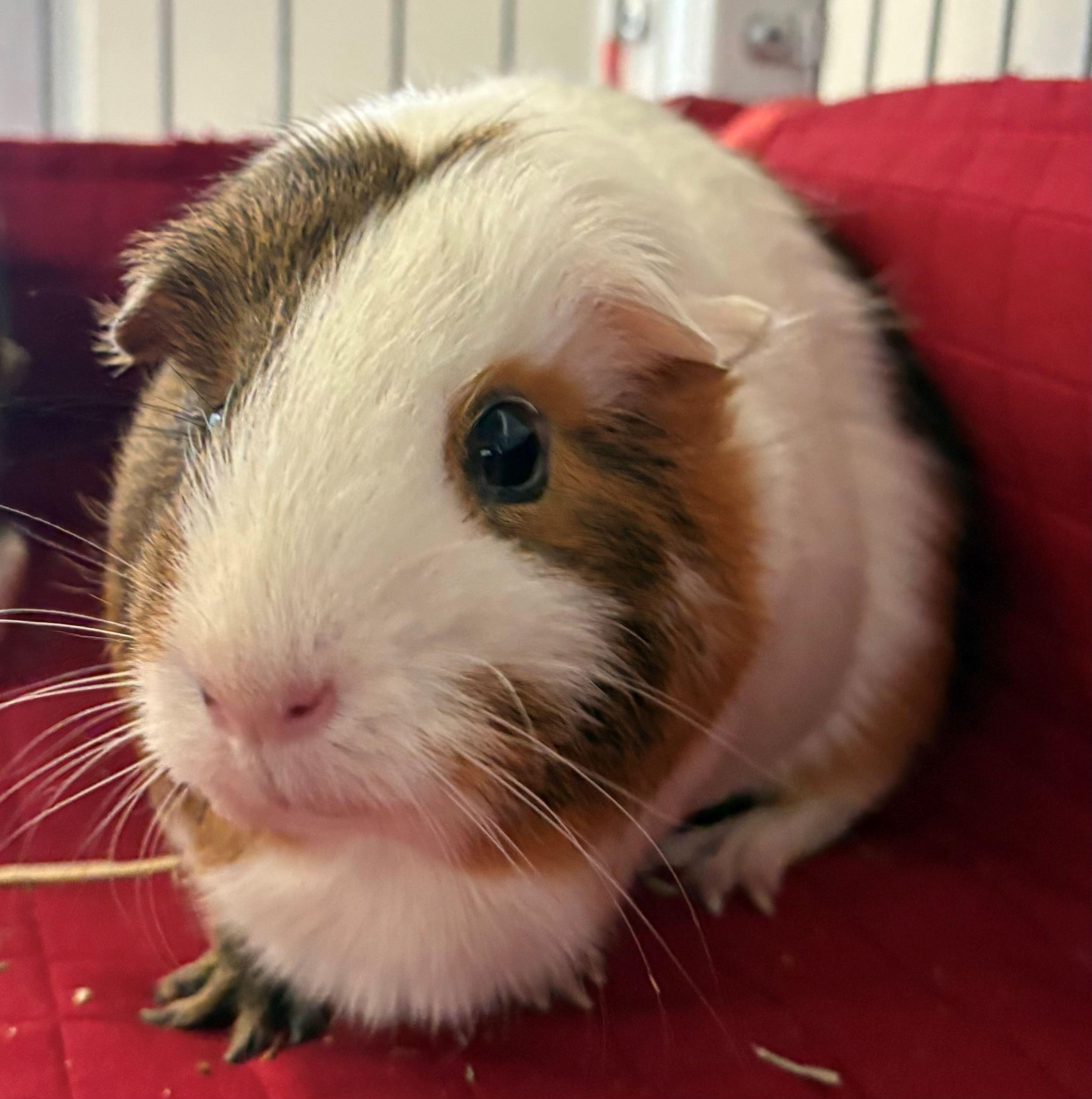 Enlarge Snickers & Hershey (bonded pair), an adopted Guinea Pig in Iowa City, IA image 1/2