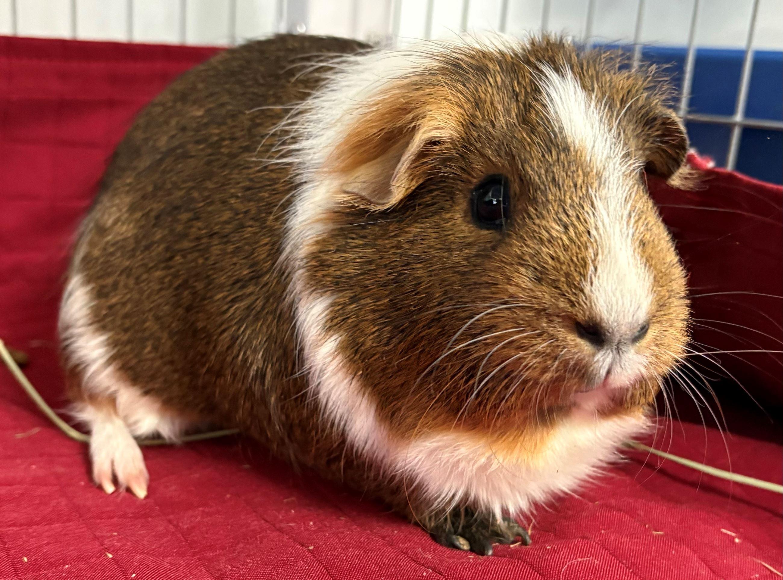 Enlarge Snickers & Hershey (bonded pair), an adopted Guinea Pig in Iowa City, IA image 2/2