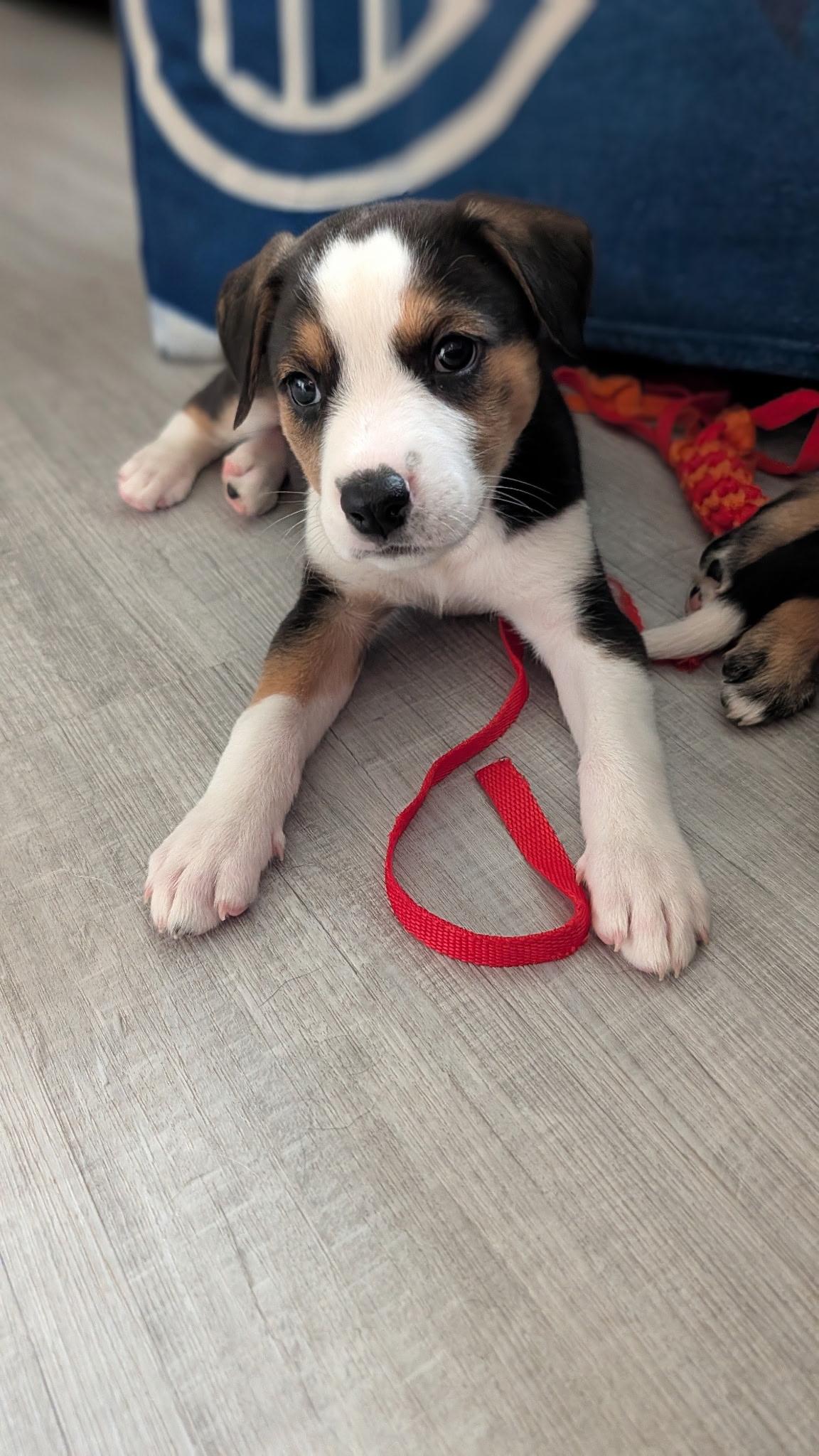 Enlarge Yoshi, a Adoptable Mixed Breed in Saskatoon, SK image 2/3