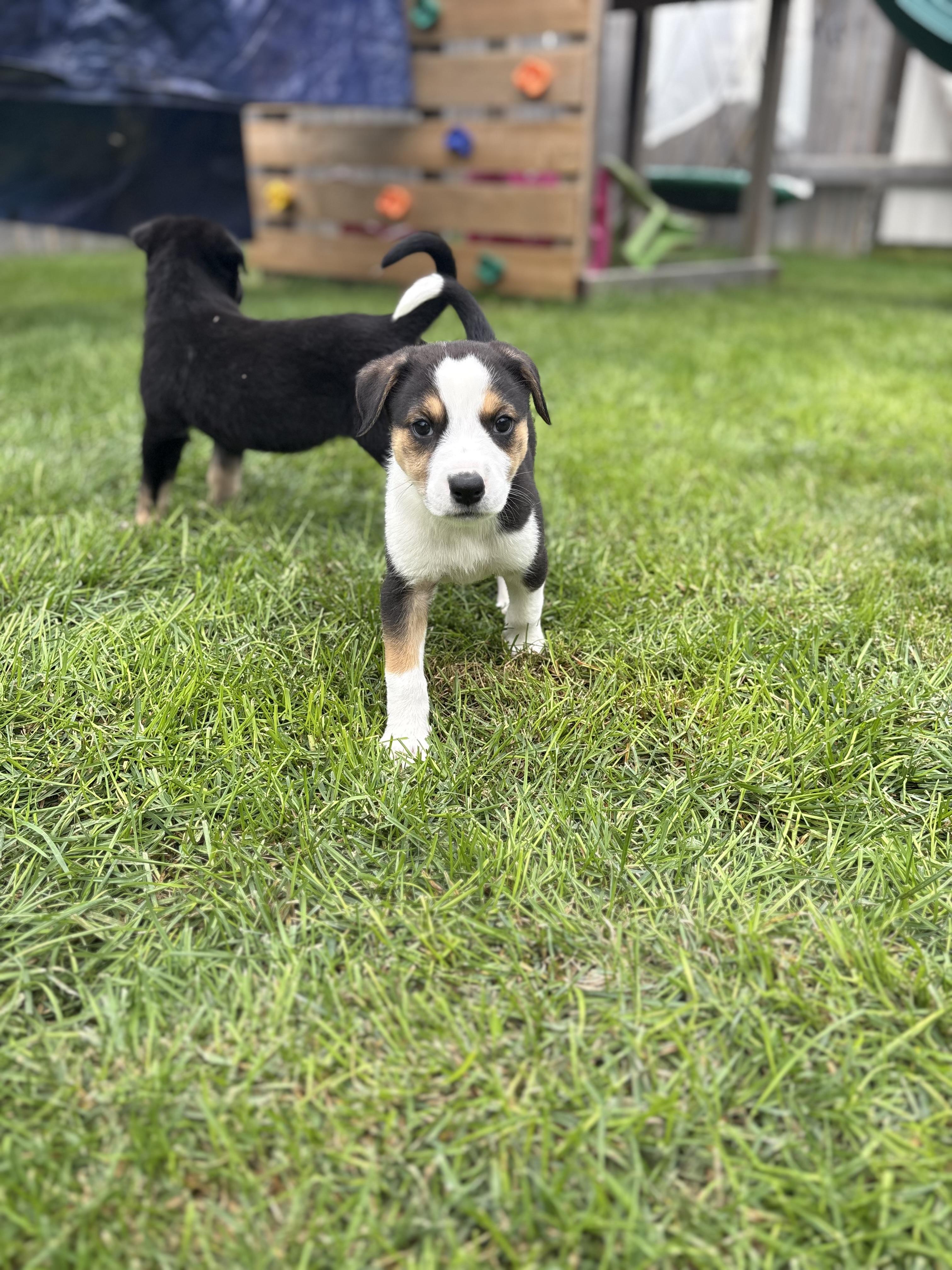 Yoshi, Adoptable, Puppy Female Mixed Breed.