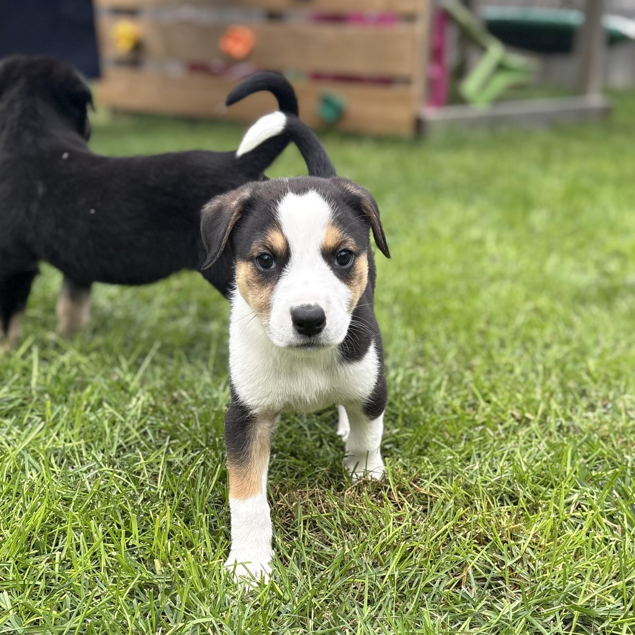 Enlarge Yoshi, a Adoptable Mixed Breed in Saskatoon, SK image 1/3