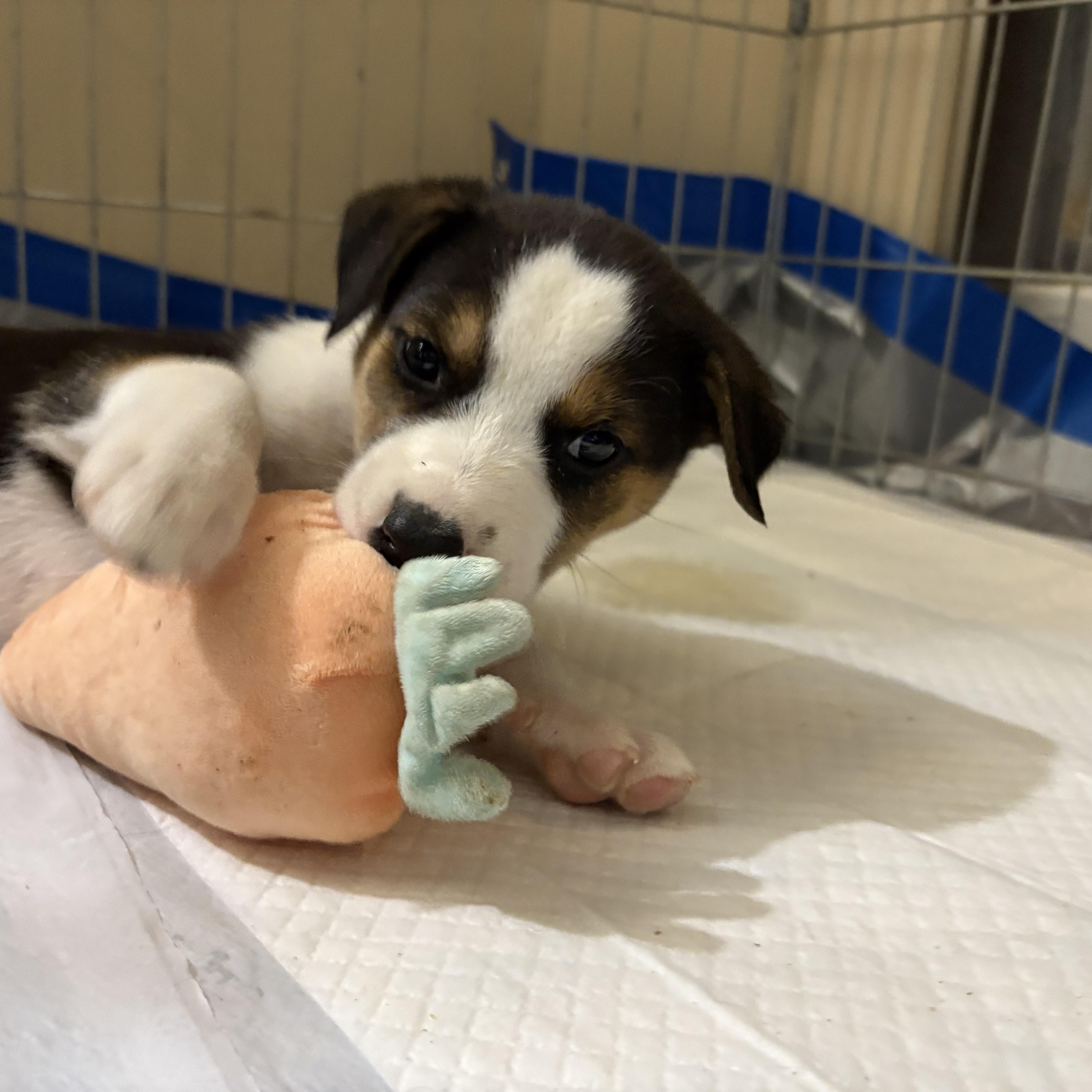 Enlarge Yoshi, a Adoptable Mixed Breed in Saskatoon, SK image 3/3