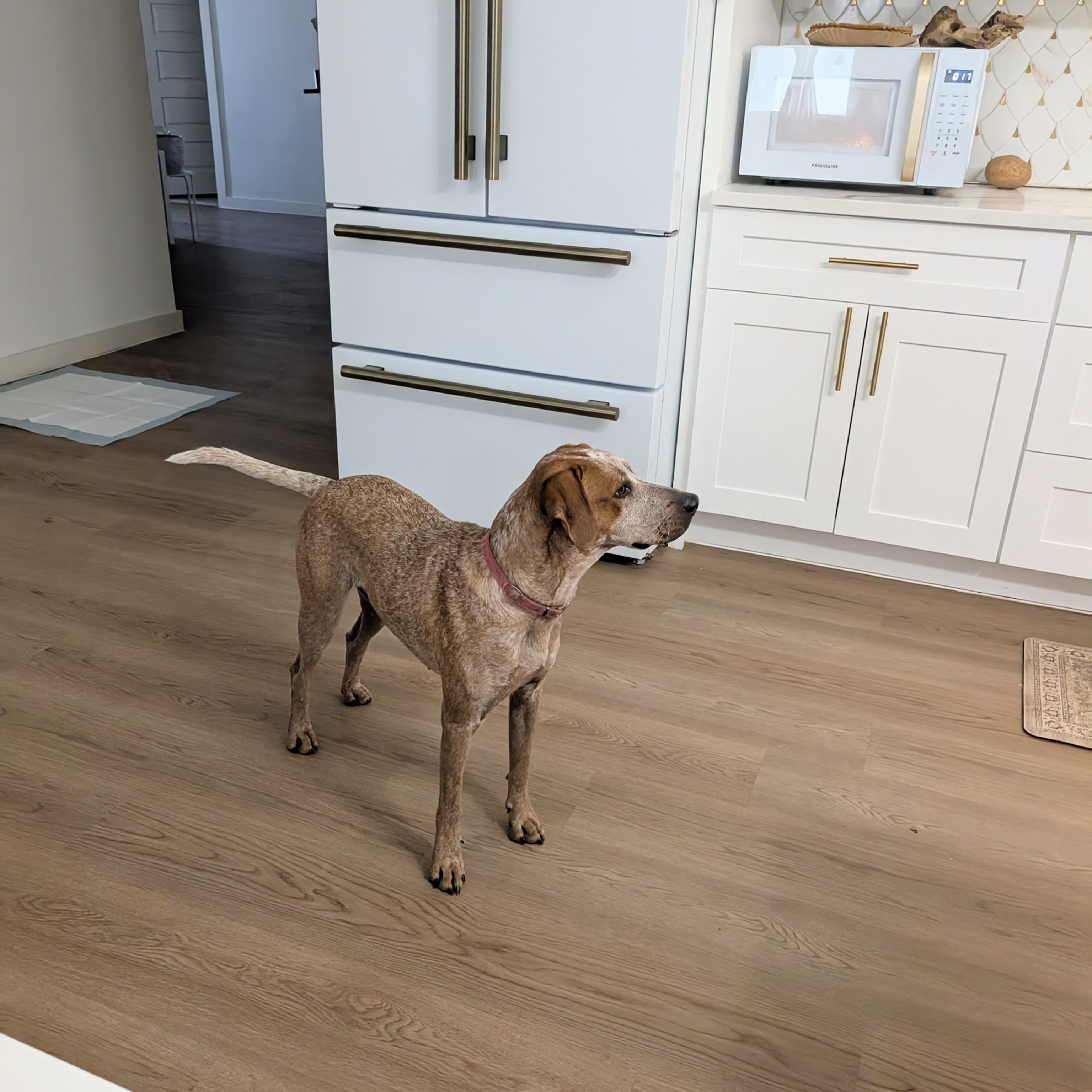 Enlarge Nova, a Adoptable mixed breed in Columbus, OH image 5/6