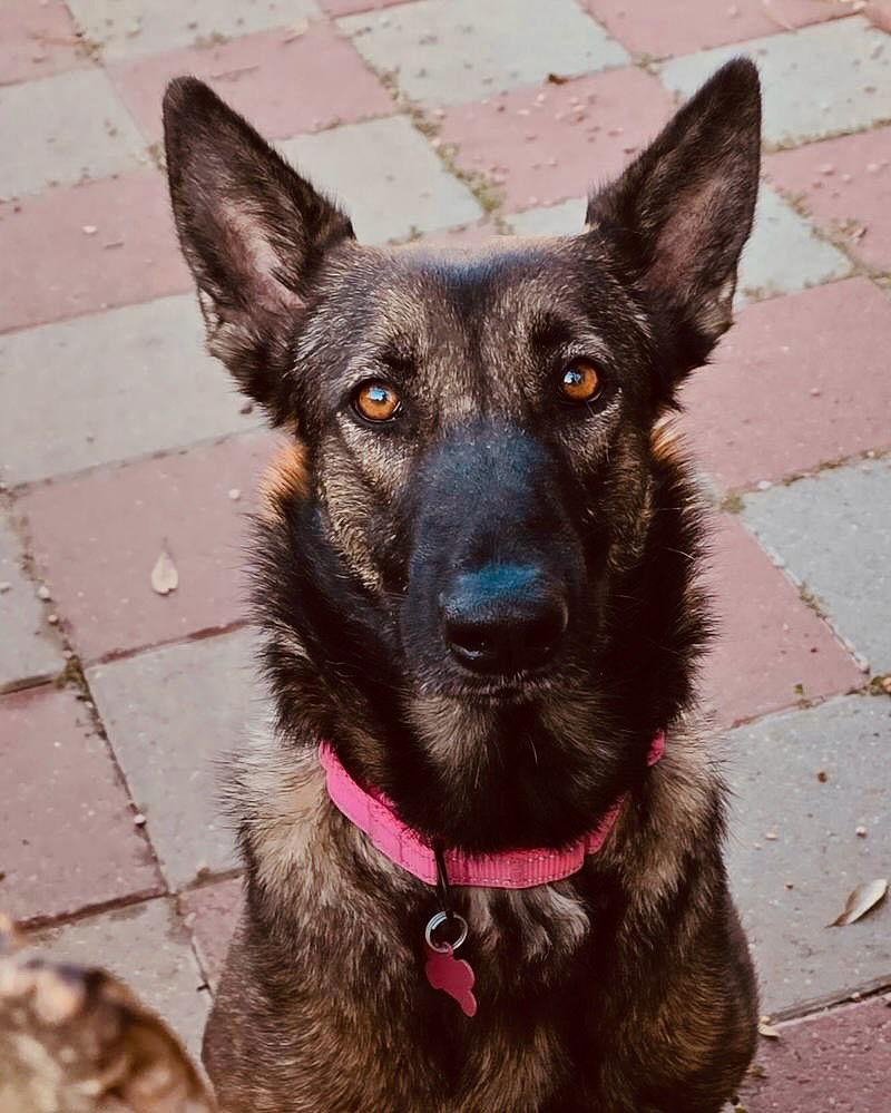 Mila, Adoptable, Young Female German Shepherd Dog.