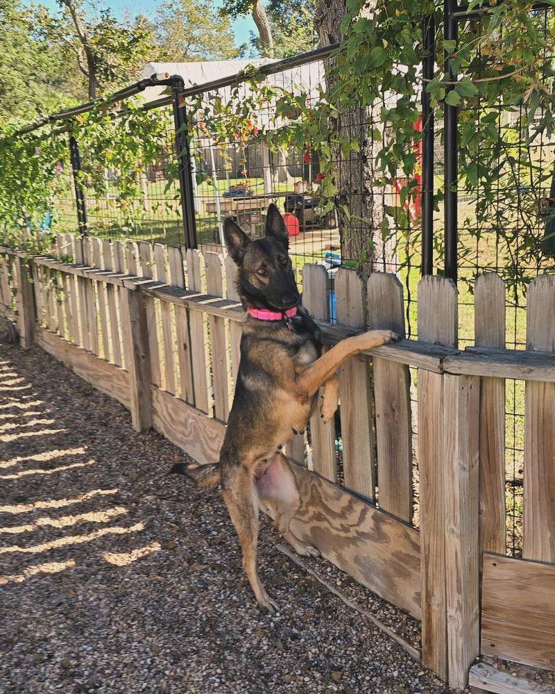 Enlarge Mila, a Adoptable German Shepherd Dog in Houston, TX image 2/3