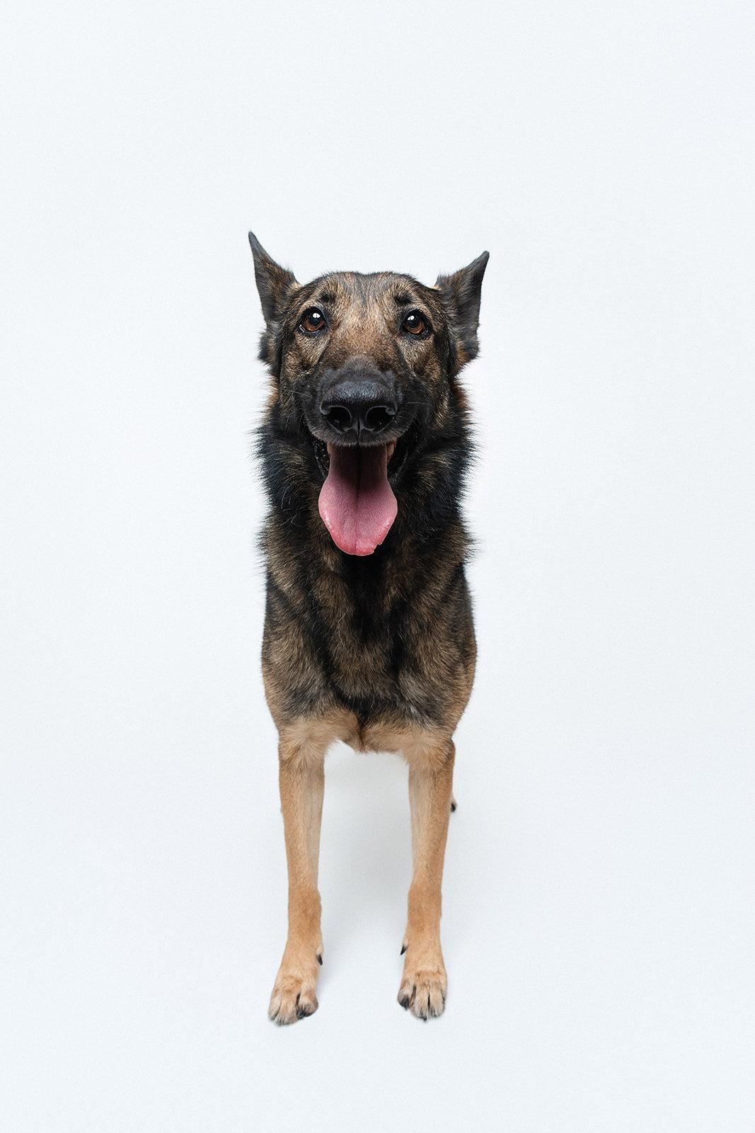 Mila, Adoptable, Young Female German Shepherd Dog.