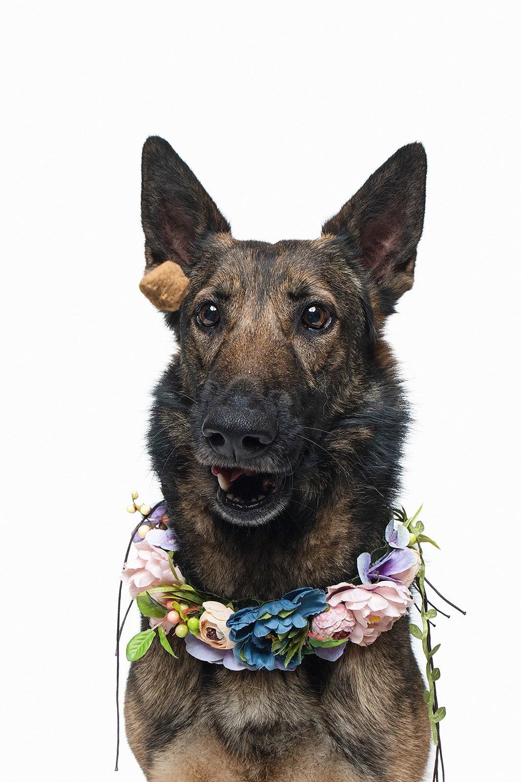 Enlarge Mila, a Adoptable German Shepherd Dog in Houston, TX image 2/3