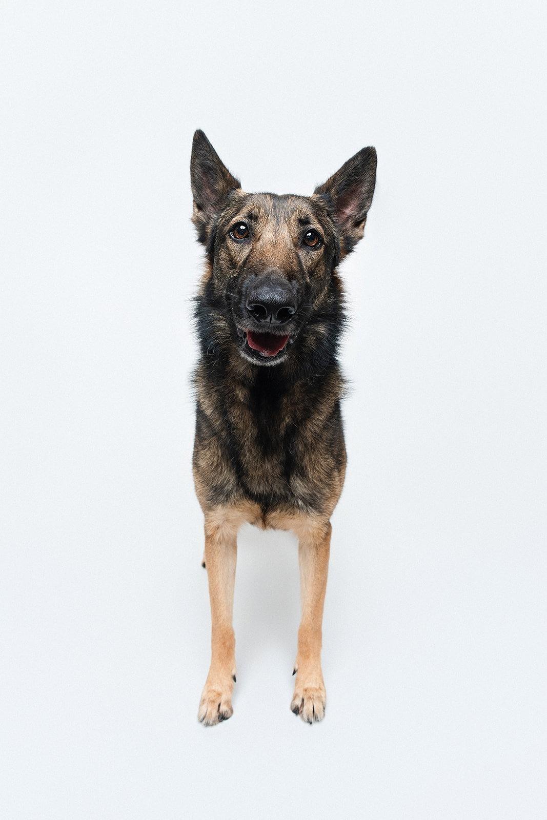 Enlarge Mila, a Adoptable German Shepherd Dog in Houston, TX image 3/3