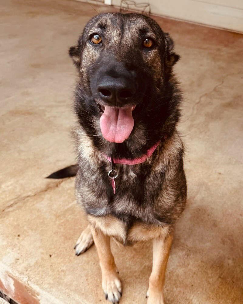 Enlarge Mila, a Adoptable German Shepherd Dog in Houston, TX image 3/3