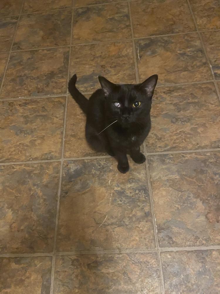 Enlarge Lizzie, a Adoptable Domestic Short Hair in New Woodstock, NY image 1/1