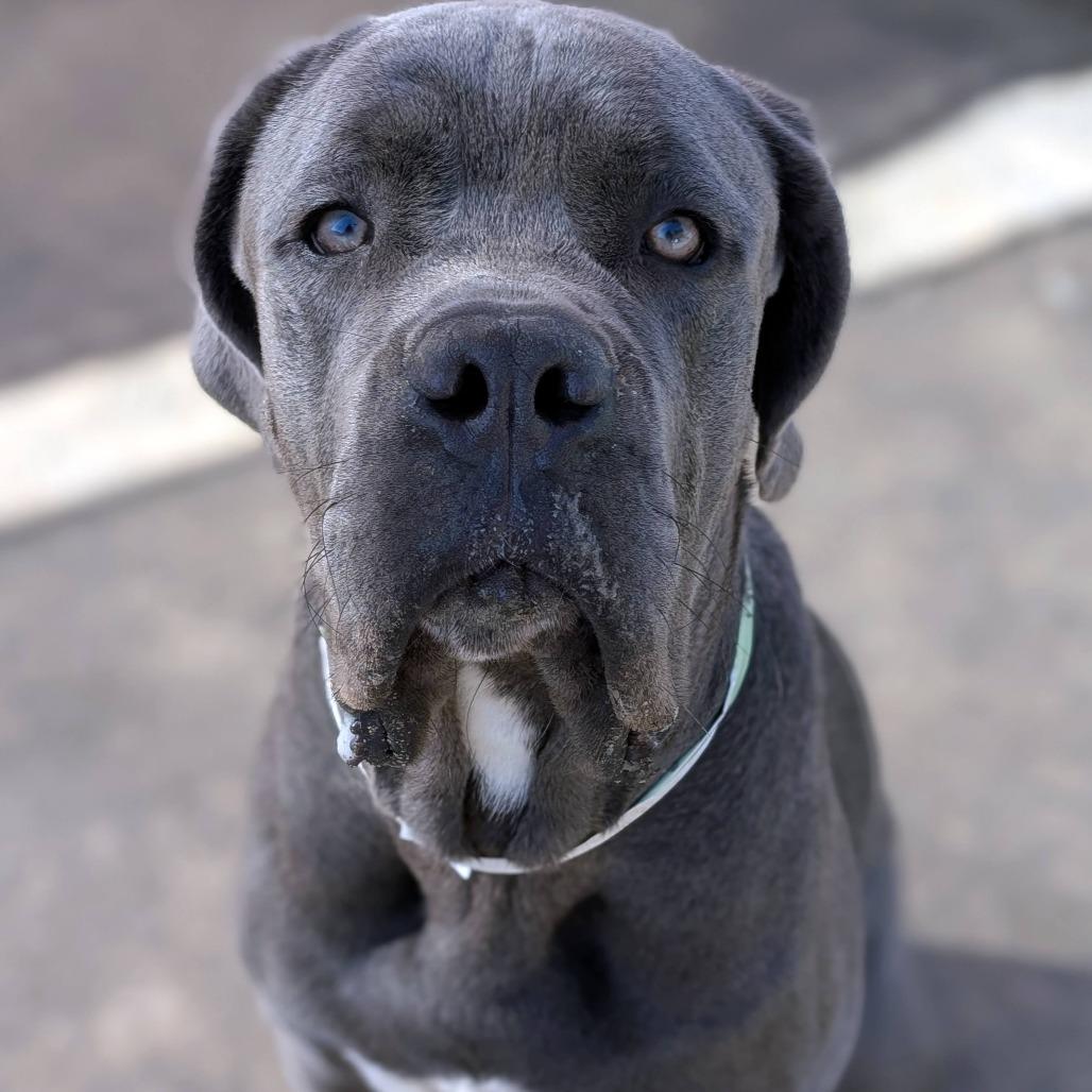 Tiny*, a Adoptable Mastiff in San Gabriel, CA image 1/6