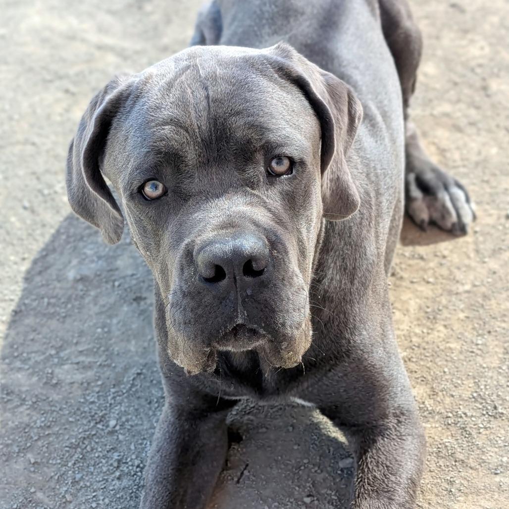 Tiny*, a Adoptable Mastiff in San Gabriel, CA image 2/6