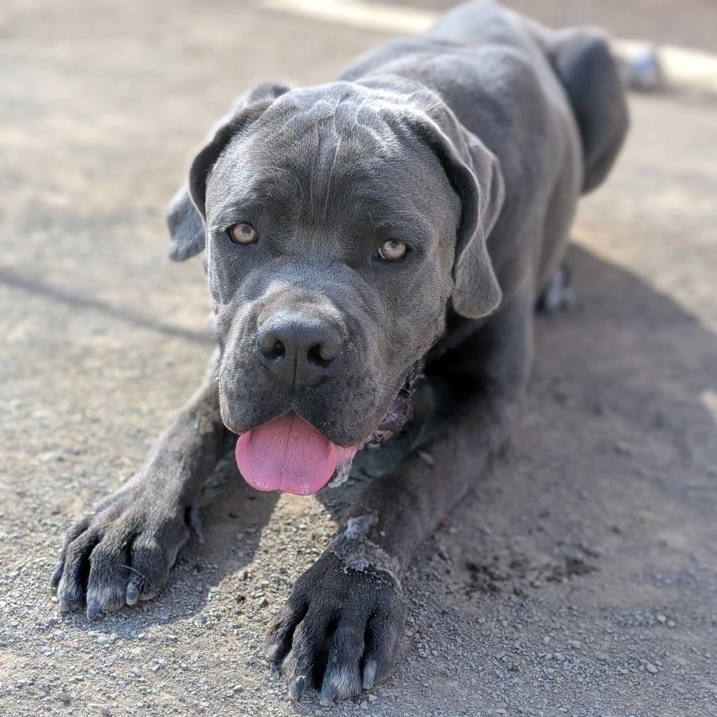 Tiny*, a Adoptable Mastiff in San Gabriel, CA image 3/6