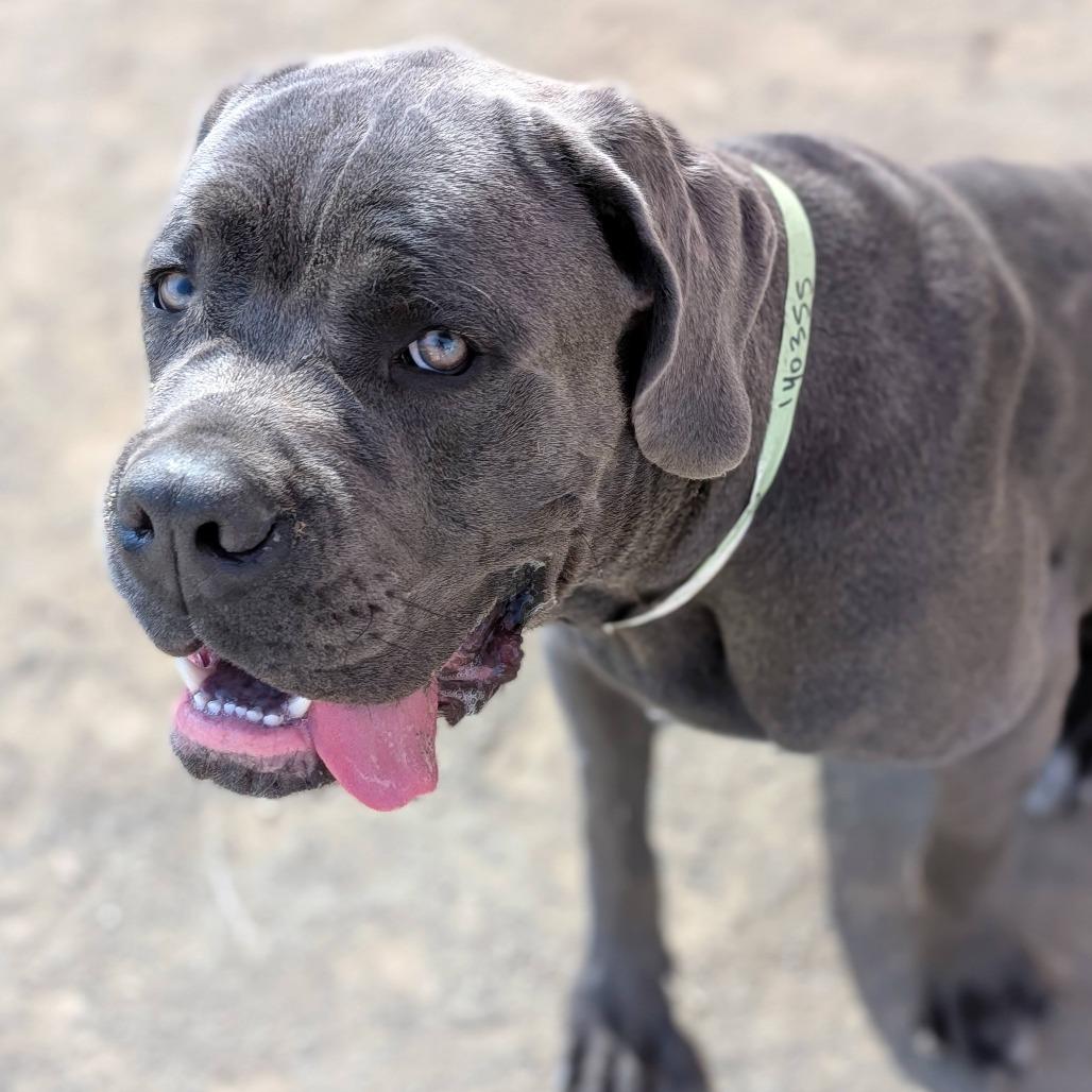 Tiny*, a Adoptable Mastiff in San Gabriel, CA image 4/6