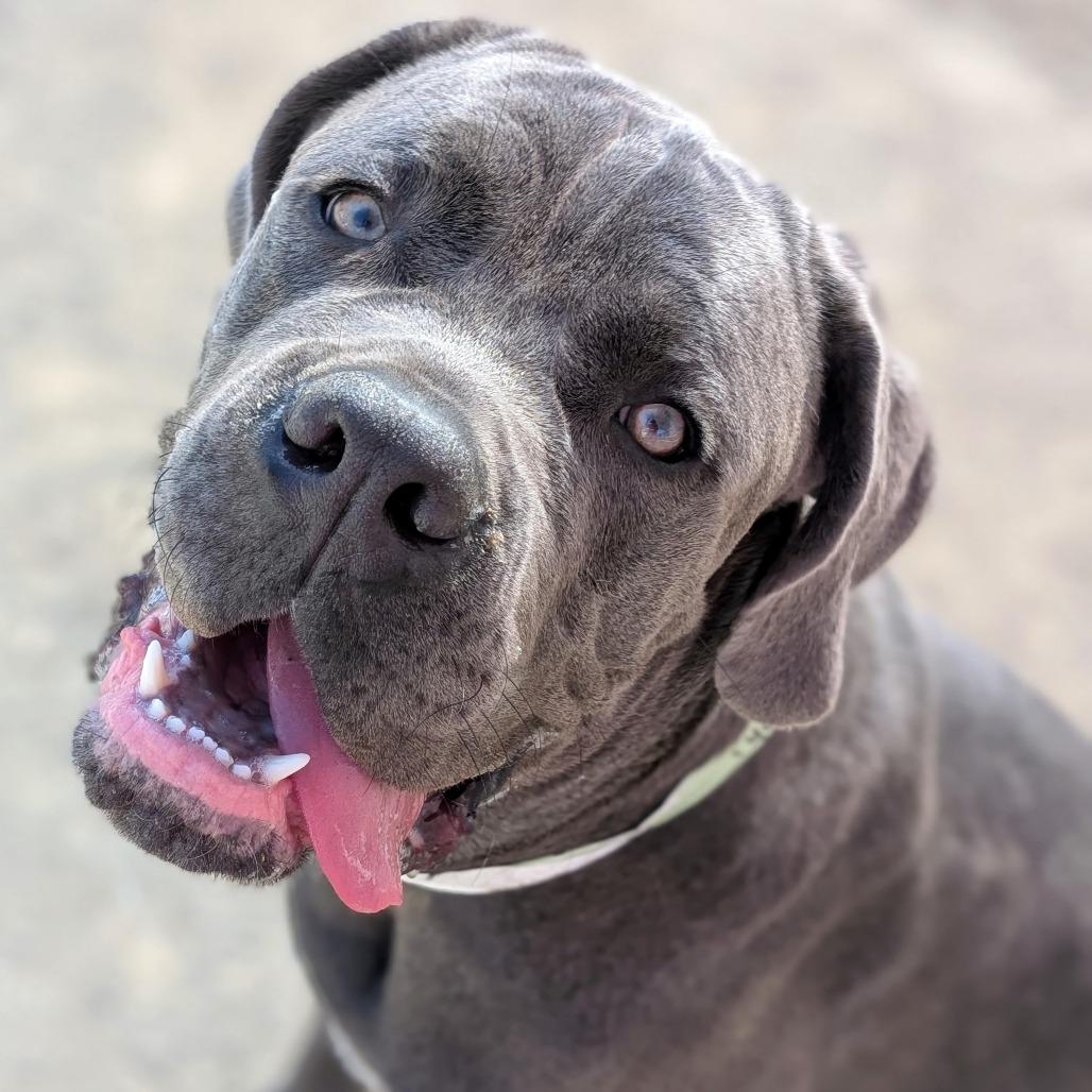 Tiny*, a Adoptable Mastiff in San Gabriel, CA image 5/6