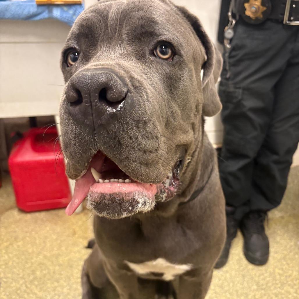 Tiny*, a Adoptable Mastiff in San Gabriel, CA image 6/6