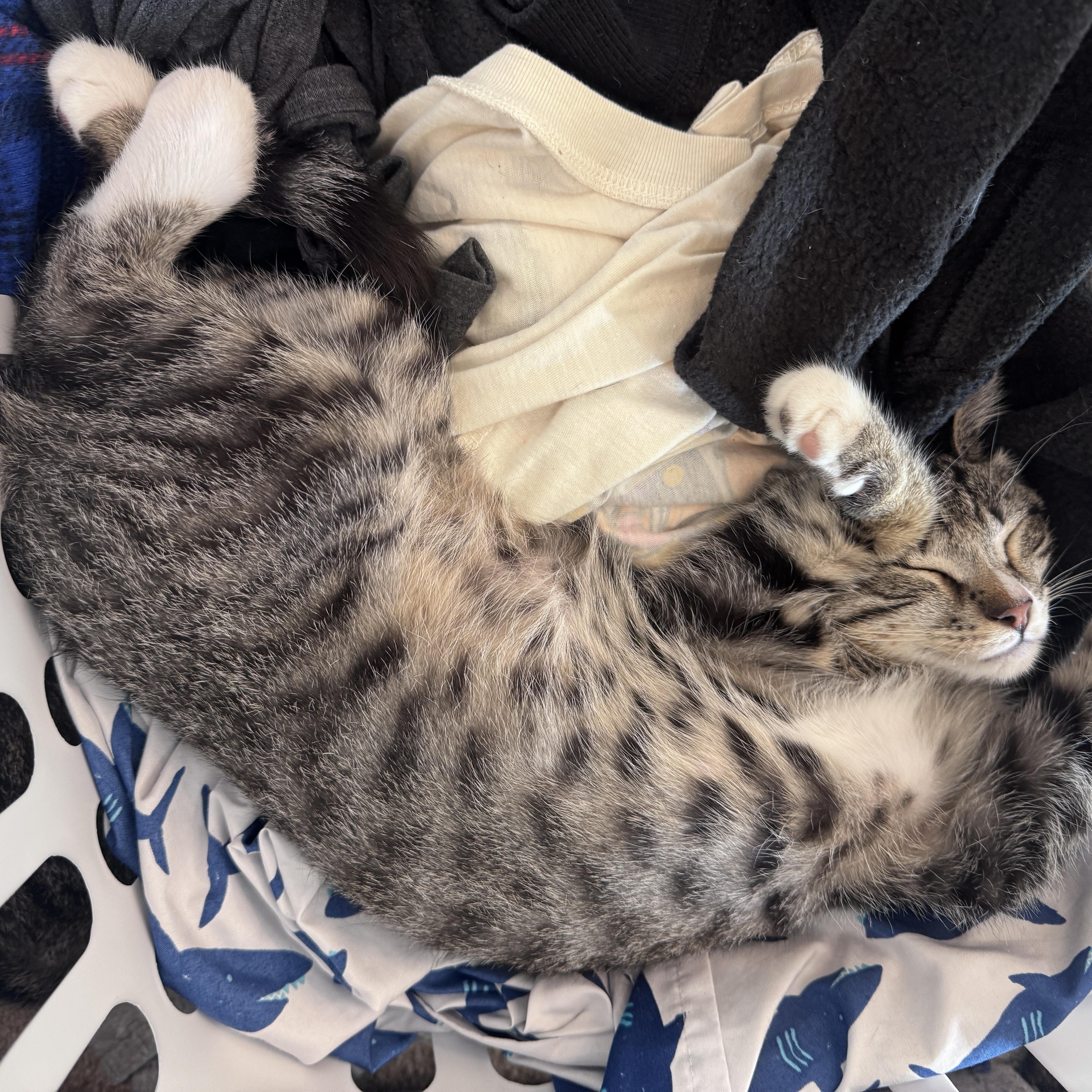 Enlarge Pretzel - 5 MONTHS - READY TO TWIST HIS WAY INTO YOUR HEART, a ADOPTABLE Domestic Short Hair in Bristow, VA image 3/4
