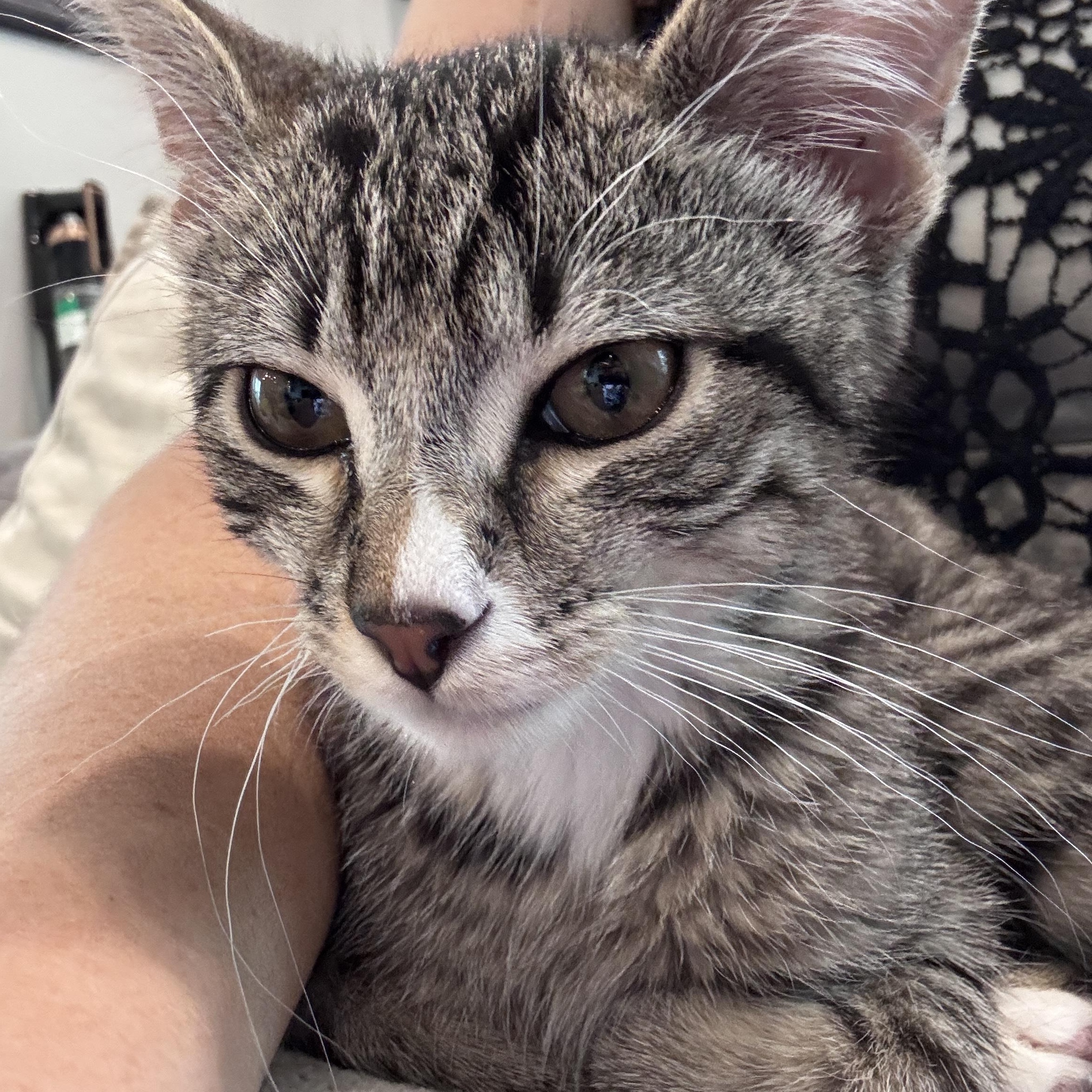 Enlarge Pretzel - 5 MONTHS - READY TO TWIST HIS WAY INTO YOUR HEART, a ADOPTABLE Domestic Short Hair in Bristow, VA image 1/4