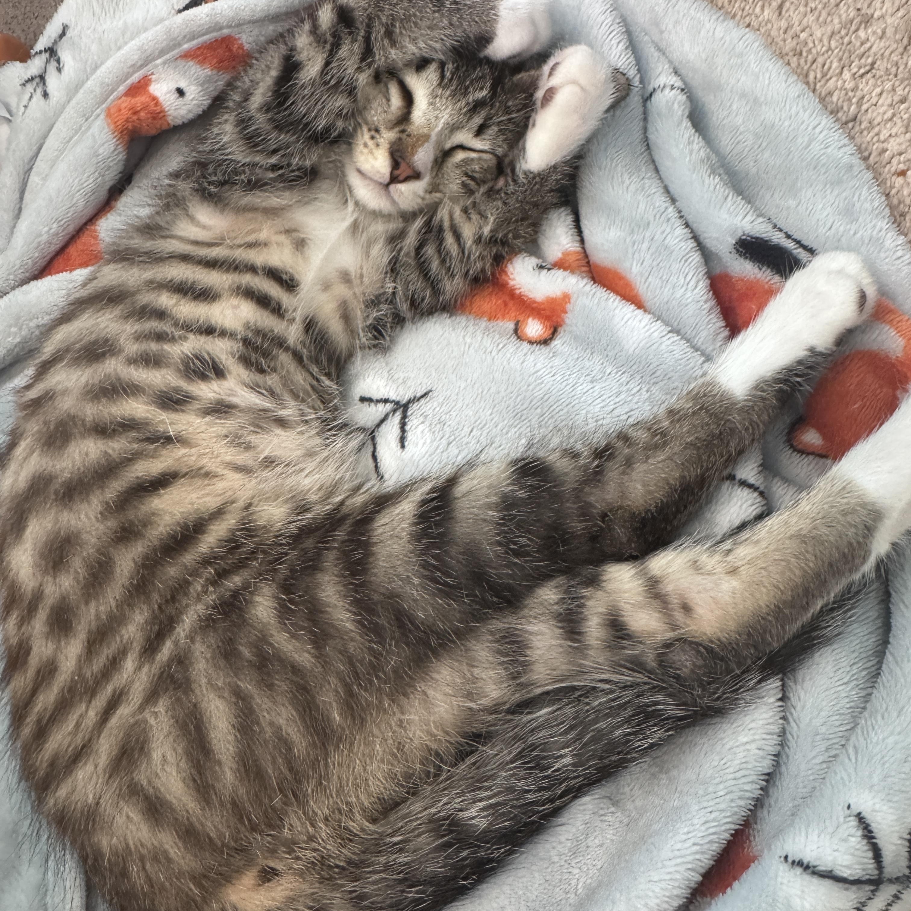 Enlarge Pretzel - 5 MONTHS - READY TO TWIST HIS WAY INTO YOUR HEART, a ADOPTABLE Domestic Short Hair in Bristow, VA image 2/4