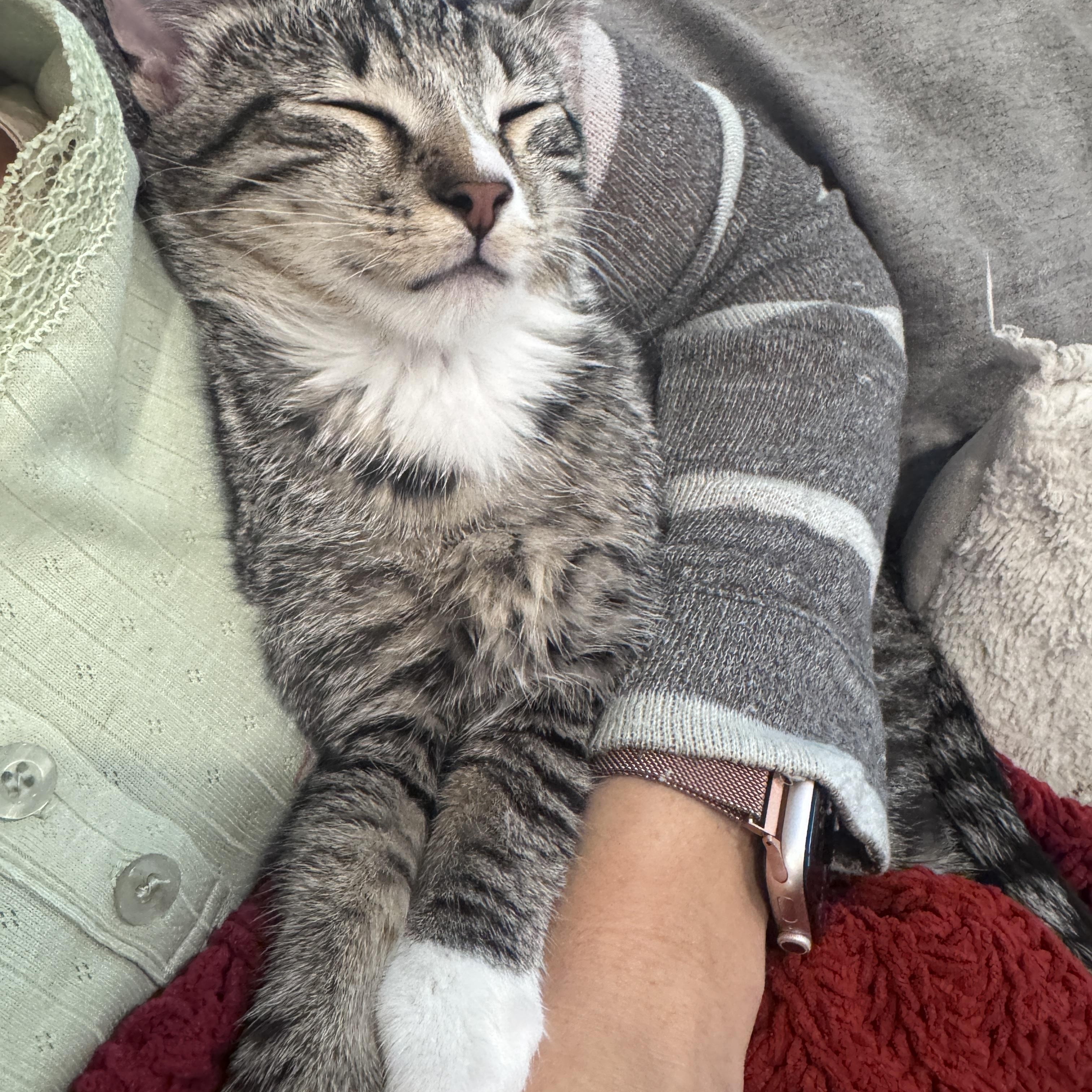 Enlarge Pretzel - 5 MONTHS - READY TO TWIST HIS WAY INTO YOUR HEART, a ADOPTABLE Domestic Short Hair in Bristow, VA image 4/4
