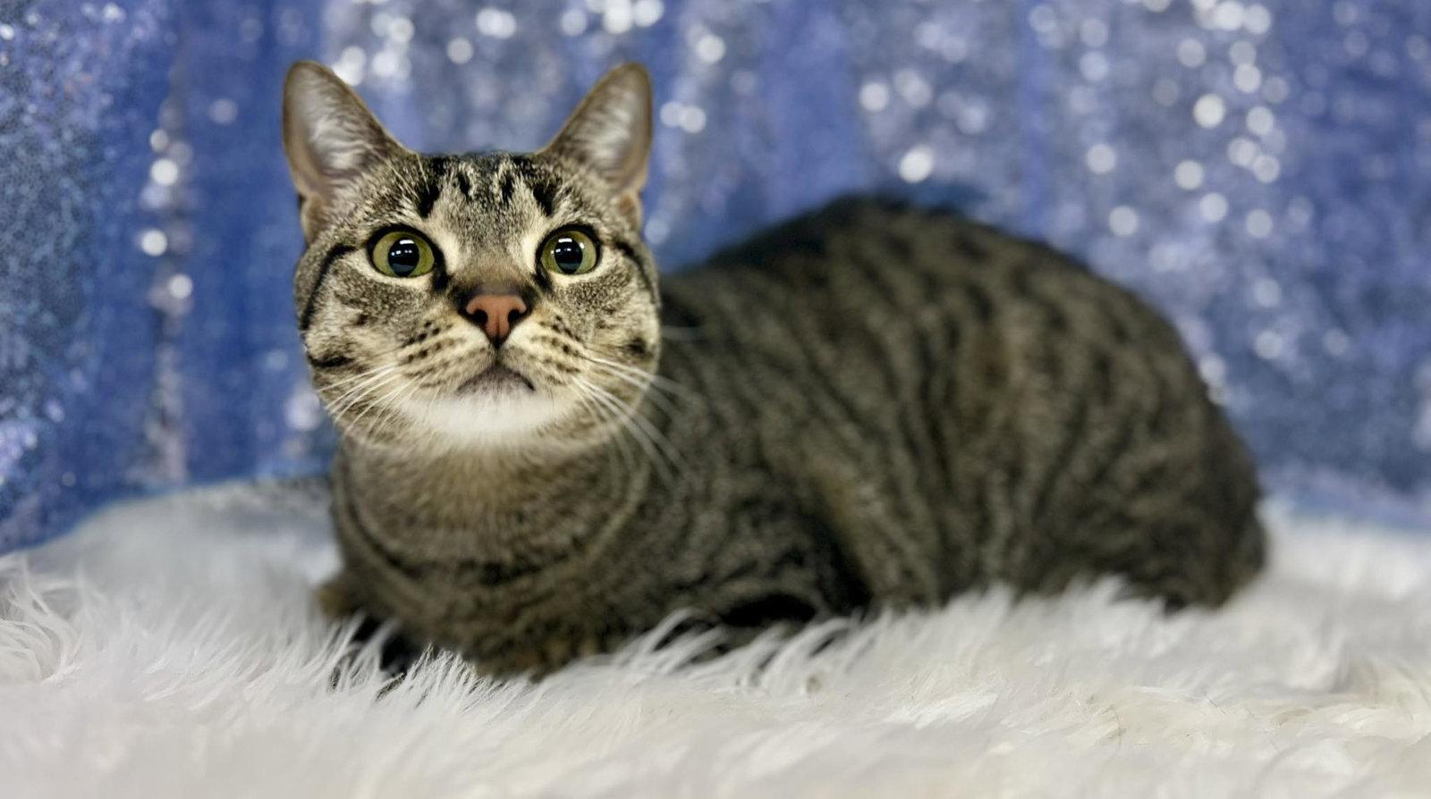 Tobi (Bio ✅), Adoptable, Adult Male Domestic Short Hair.