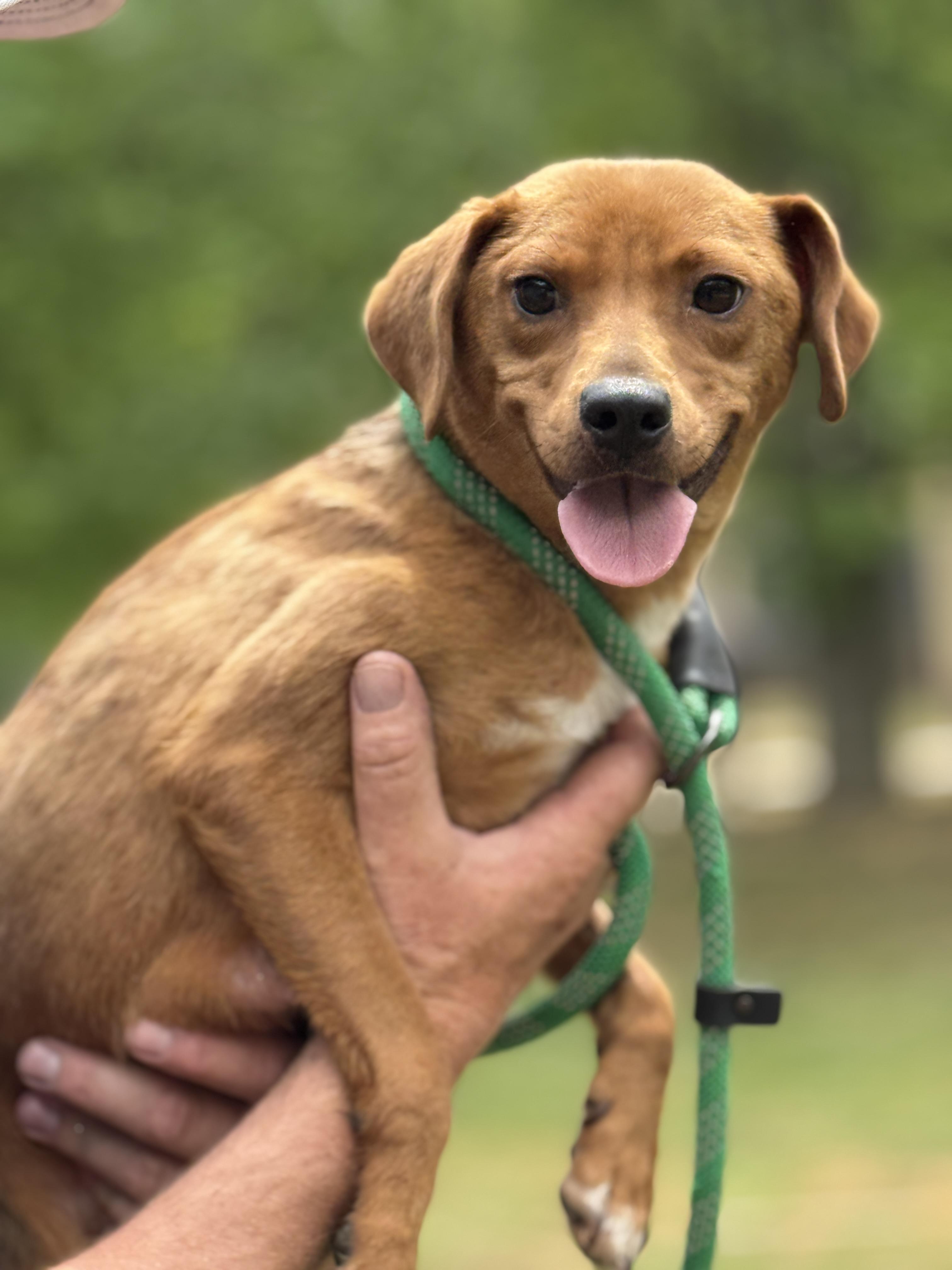 Enlarge Fairy Princess, a ADOPTABLE mixed breed in Richmond, VA image 1/6