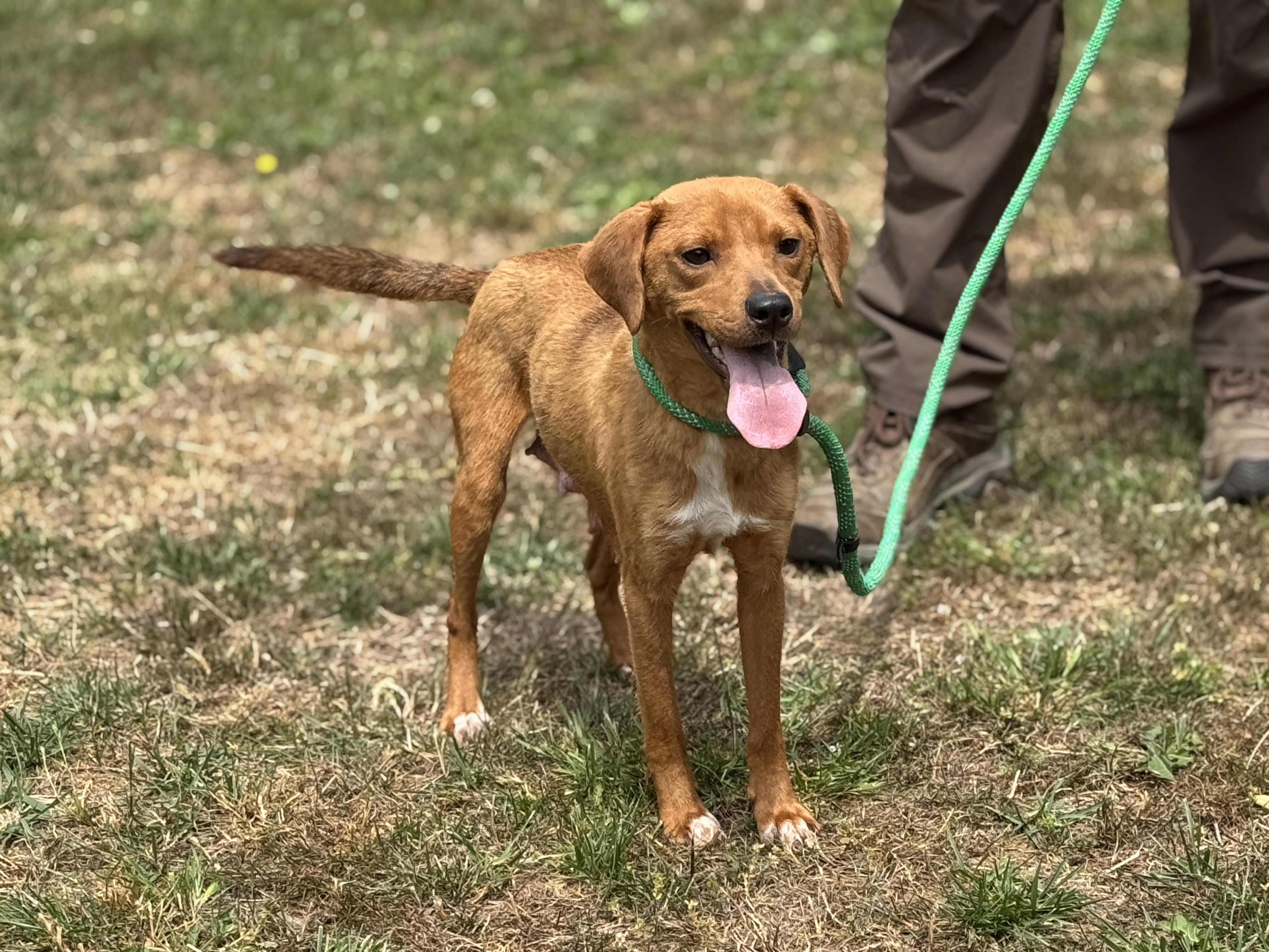 Enlarge Fairy Princess, a ADOPTABLE mixed breed in Richmond, VA image 3/6