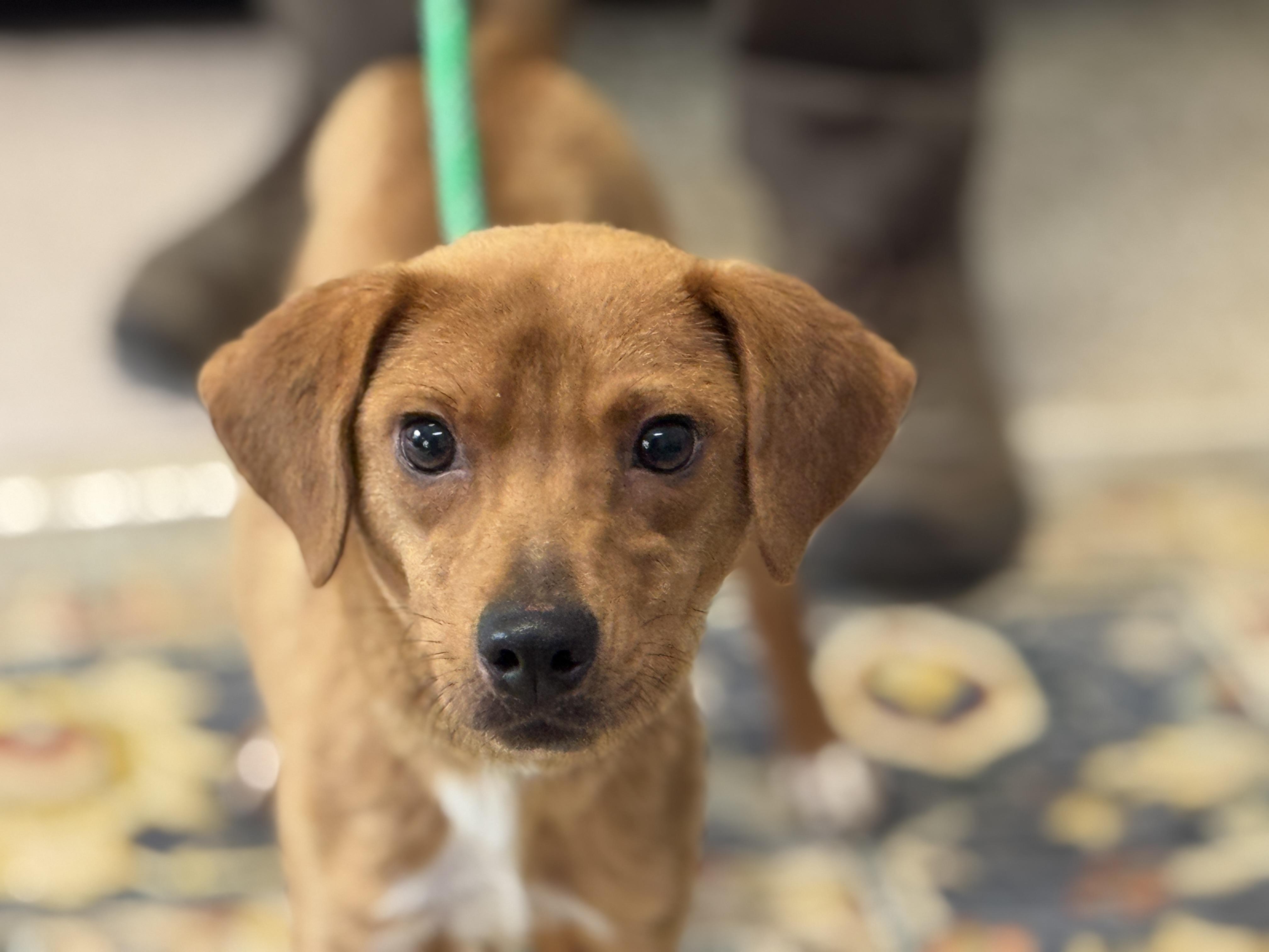 Enlarge Fairy Princess, a ADOPTABLE mixed breed in Richmond, VA image 6/6