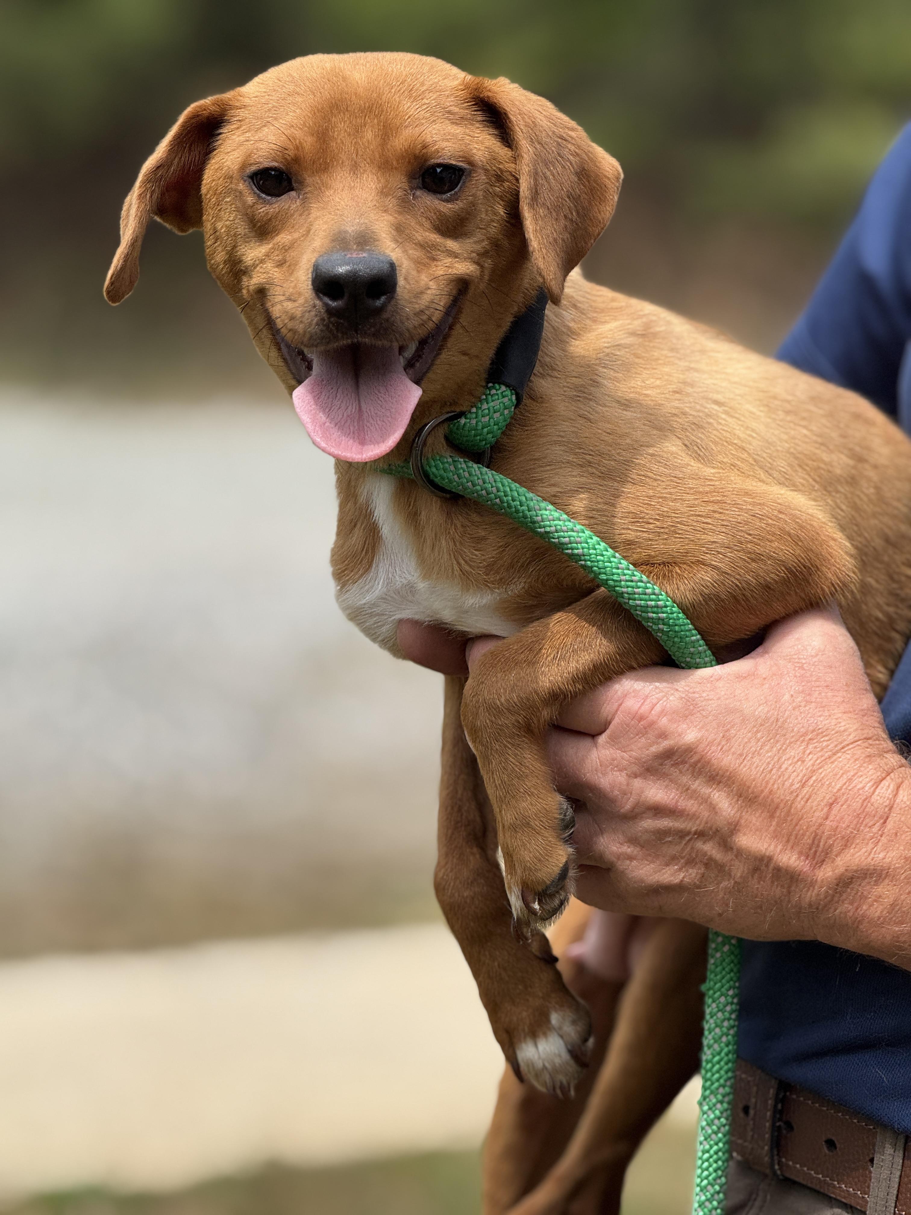 Enlarge Fairy Princess, a ADOPTABLE mixed breed in Richmond, VA image 4/6