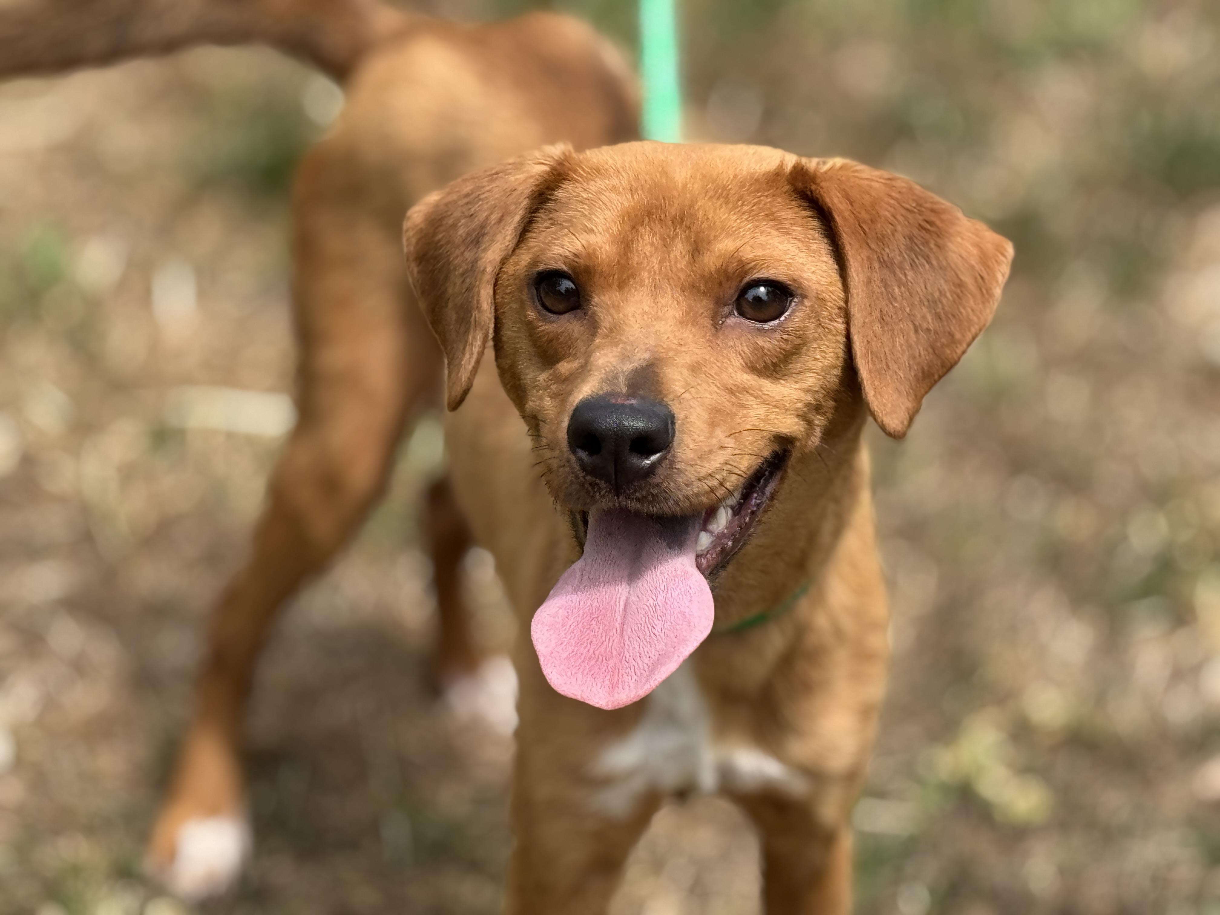 Enlarge Fairy Princess, a ADOPTABLE mixed breed in Richmond, VA image 5/6