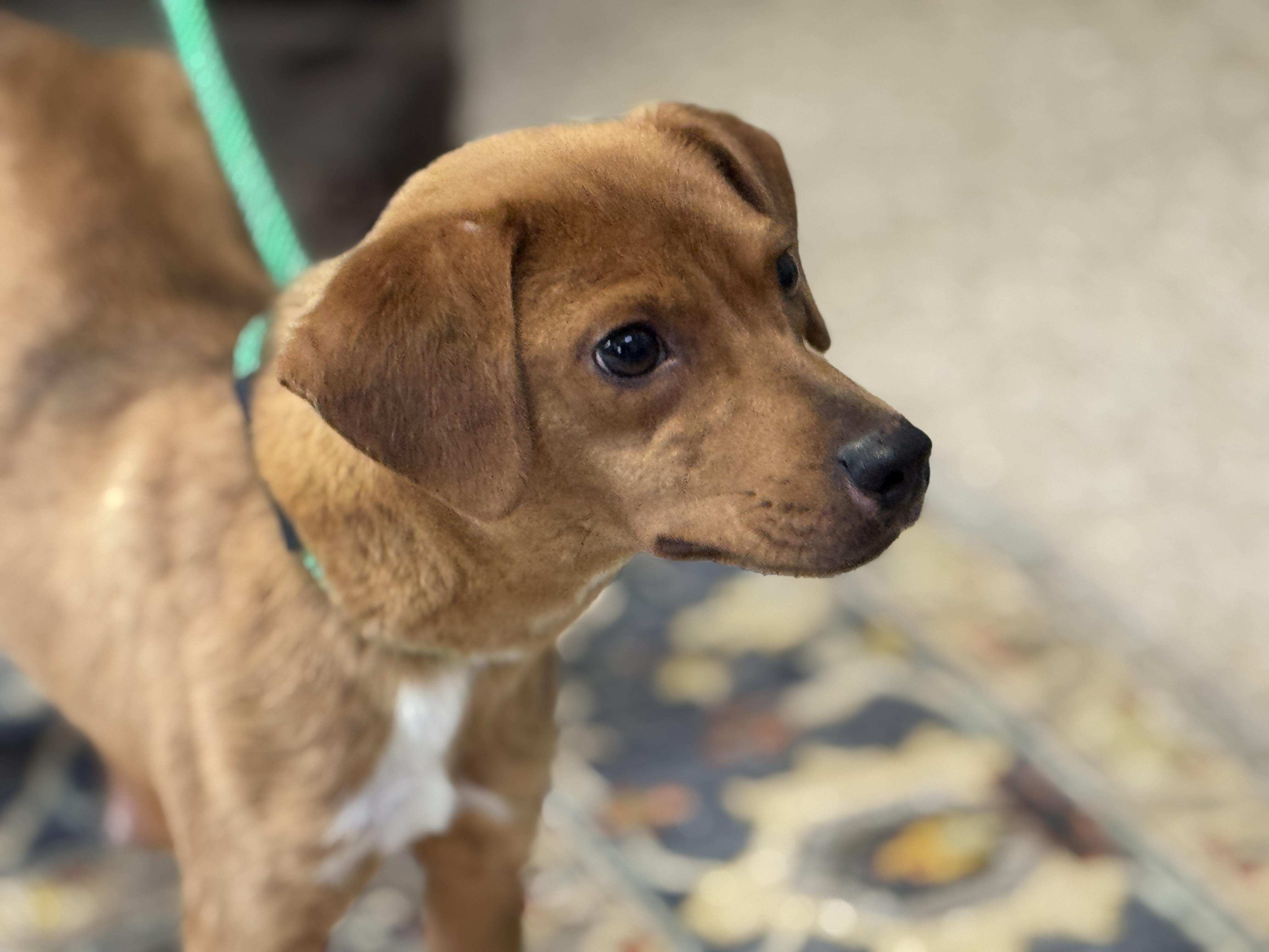 Enlarge Fairy Princess, a ADOPTABLE mixed breed in Richmond, VA image 2/6