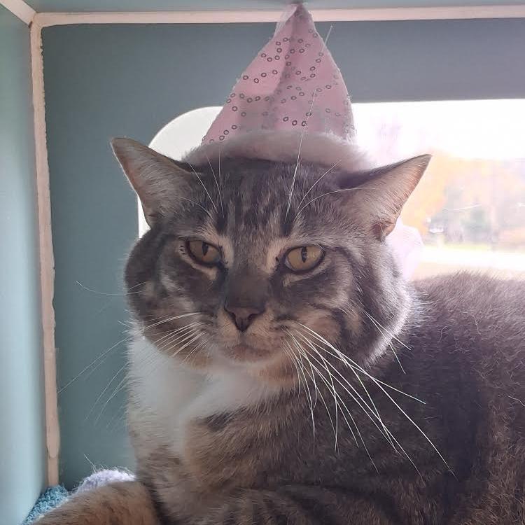 Mini, Adoptable, Adult Female Domestic Short Hair.