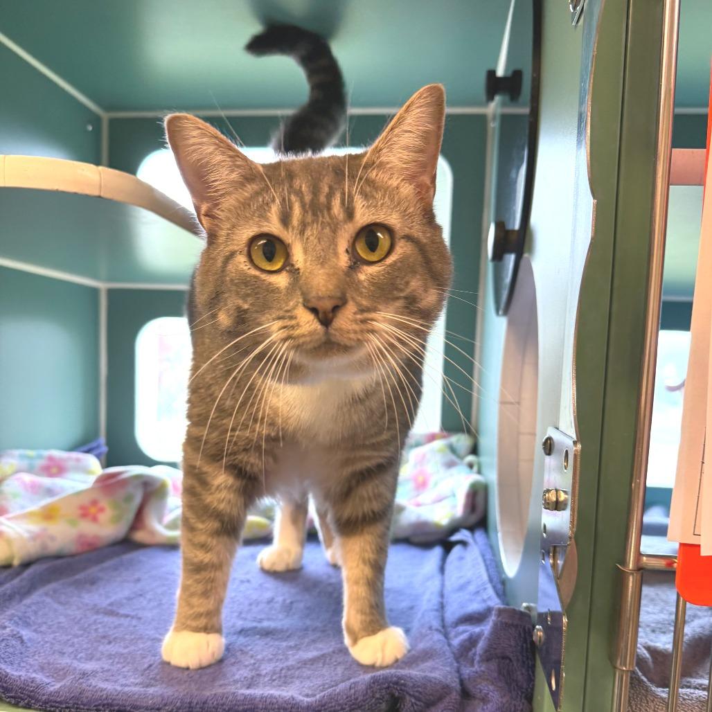 Enlarge Mini, a Adoptable Domestic Short Hair in Morrisville, VT image 2/4