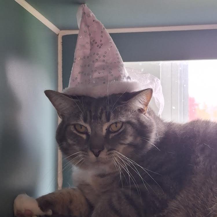 Enlarge Mini, a Adoptable Domestic Short Hair in Morrisville, VT image 3/4