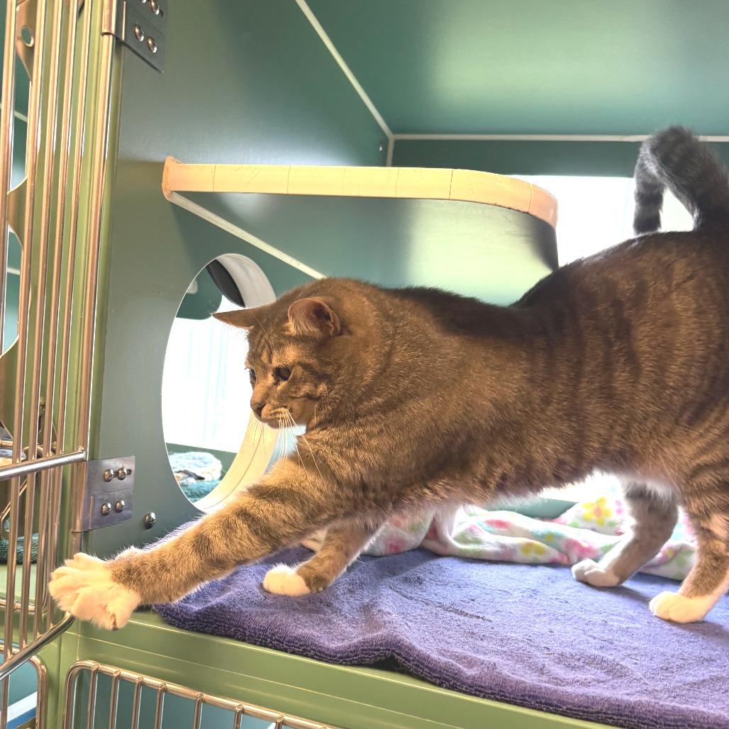 Enlarge Mini, a Adoptable Domestic Short Hair in Morrisville, VT image 4/4