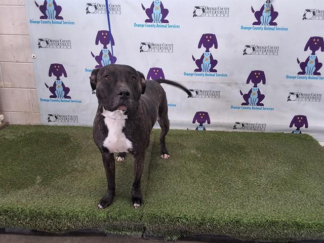 SHEBA, Adoptable, Adult Female Pit Bull Terrier & Mixed Breed.