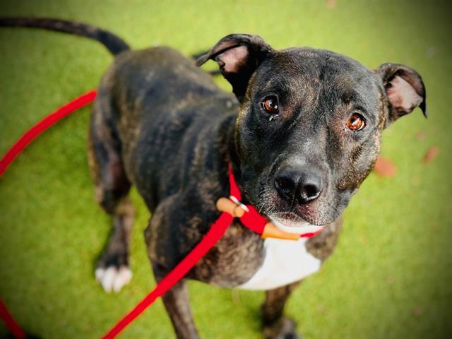SHEBA, Adoptable, Adult Female Pit Bull Terrier & Mixed Breed.