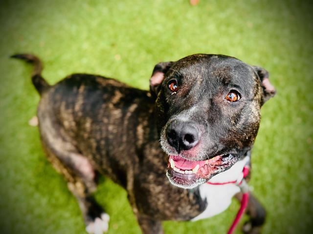 SHEBA, Adoptable, Adult Female Pit Bull Terrier & Mixed Breed.