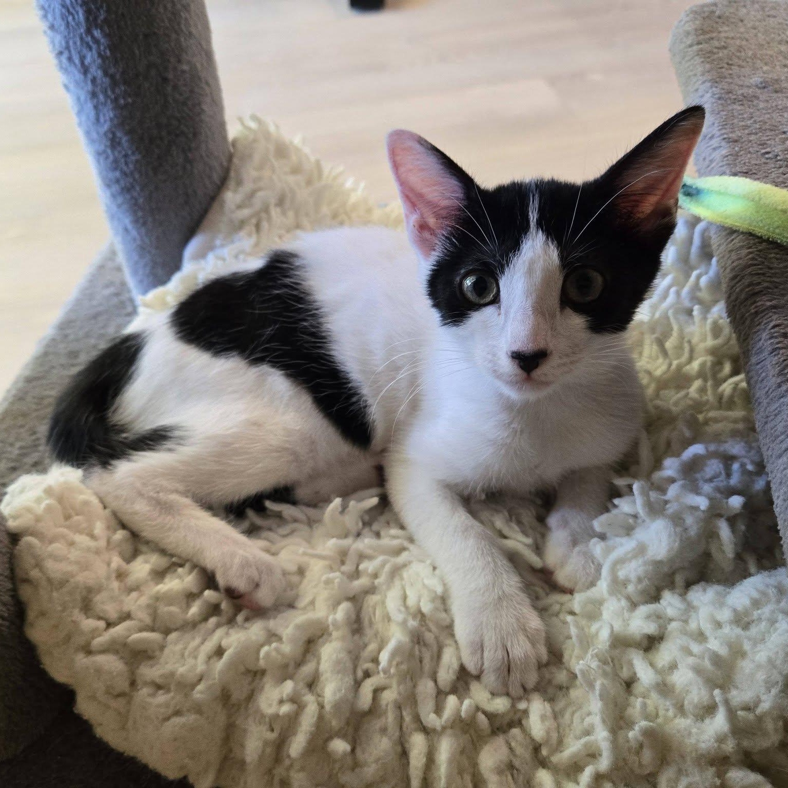 Pearl, adopted, Kitten Female Domestic Short Hair.