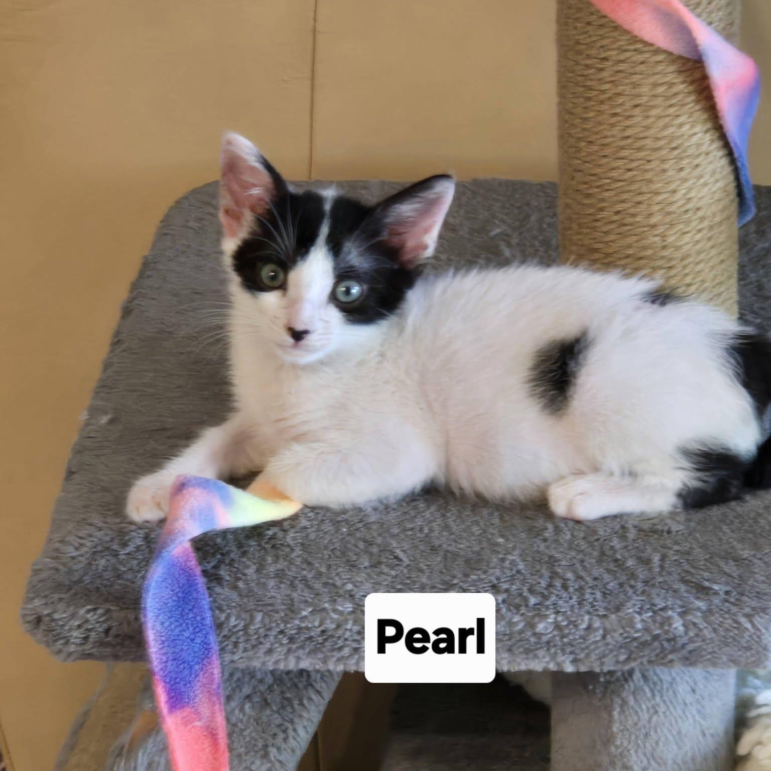 Pearl, an adopted Domestic Short Hair in Honolulu, HI image 4/4