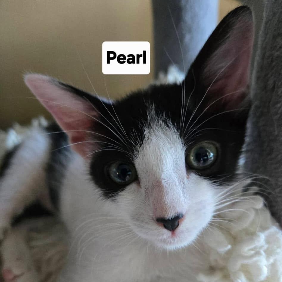 Pearl, an adopted Domestic Short Hair in Honolulu, HI image 2/4