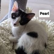 Pearl, an adopted Domestic Short Hair in Honolulu, HI image 3/4